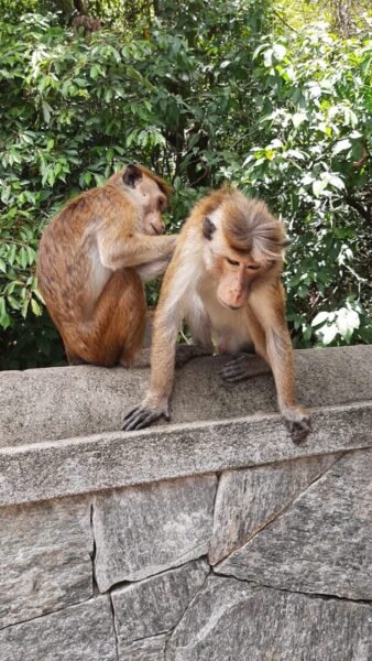 Wildlife in Sri Lanka