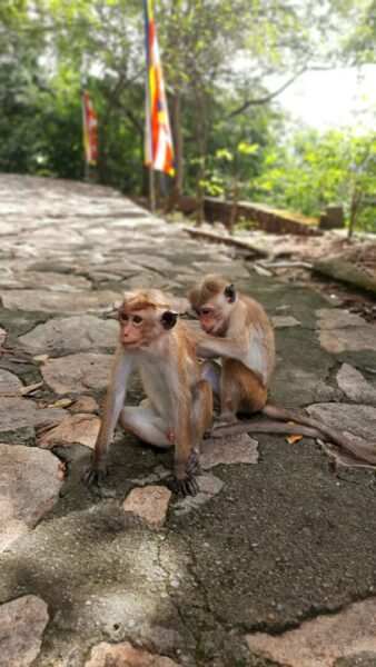 Monkeys in Sri Lanka